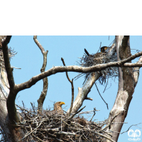 گونه عقاب دریایی دم سفید White tailed Eagle